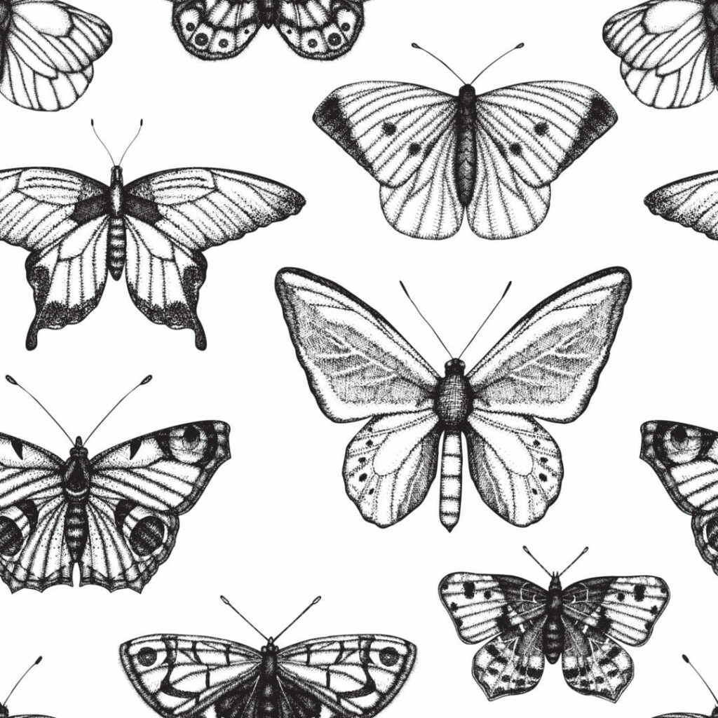 Black and white butterfly Wallpaper - Peel and Stick or Non-Pasted