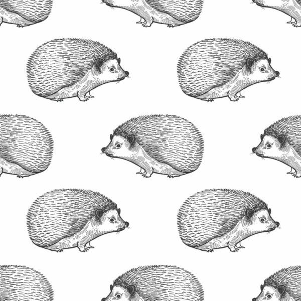 Hedgehog removable wallpaper