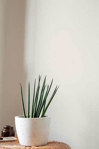 ivory wallpaper color