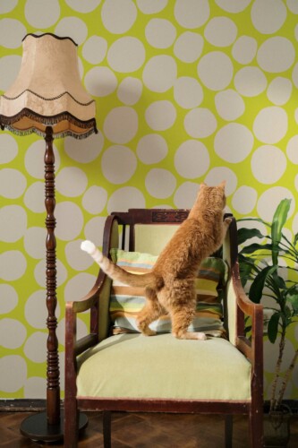 Removable wallpaper in Chartreuse freehand circles design by Fancy Walls