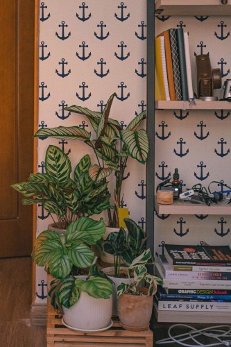 Anchor Nautical Wallpaper with navy anchors on an off-white background, styled beside a tall bookshelf holding books and decor, along with potted green houseplants. The nautical pattern adds a playful yet sophisticated vibe to this cozy interior.