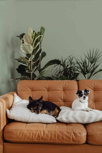 Mid-century modern style living room decorated with Sage green tile peel and stick wallpaper