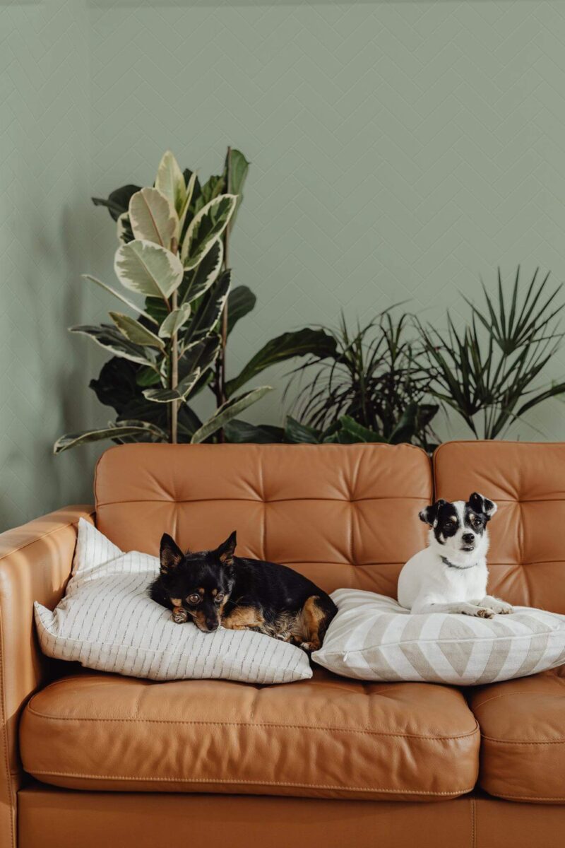 Mid-century modern style living room decorated with Sage green tile peel and stick wallpaper