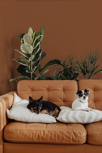 Living room showcasing a warm brown wall behind a caramel leather sofa. Two small dogs rest on patterned pillows atop the sofa: one black-and-tan dog lies on a striped cushion, while a white-and-black dog sits on a geometric one. Lush green houseplants stand behind the sofa, adding a natural, refreshing element that contrasts with the rich brown background. The scene feels inviting, modern, and comfortably styled, blending earthy tones and cozy details.