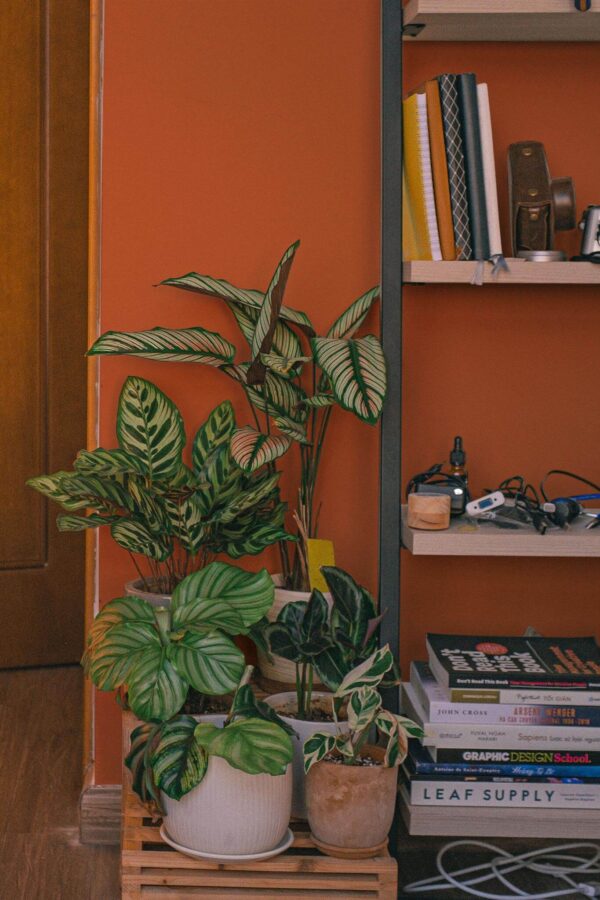 Southwestern style living room decorated with Solid terracotta peel and stick wallpaper