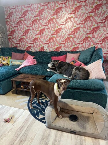 Jungle Crocodile peel and stick wallpaper installed in guest room - review picture submitted by Jurgis