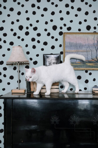 Distressed Blue Polka Dot peel and stick wallpaper on a light blue wall with scattered black dots behind a dresser.