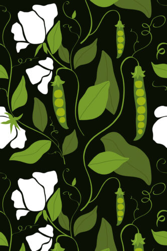 Bold Pea Pod removable wallpaper with green pea pods, curling vines, and white blossoms on a black background.