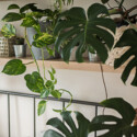 Bedroom with house plants