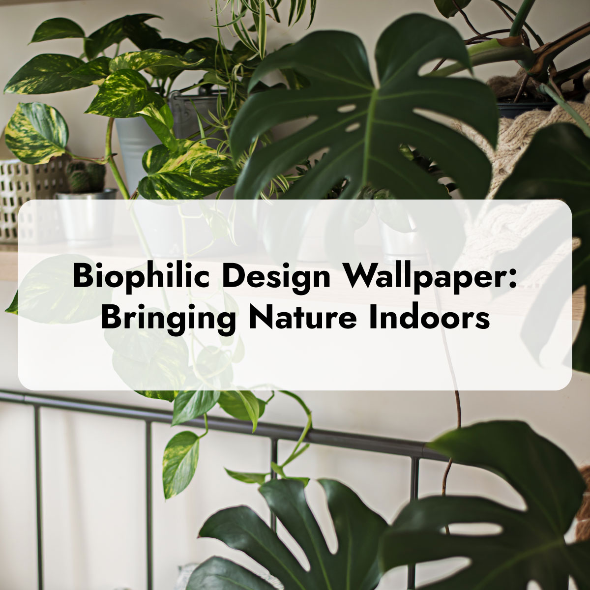 Bedroom with floating shelves filled with houseplants, including large Monstera leaves and trailing pothos vines.