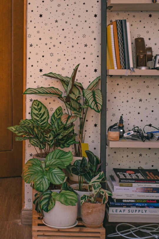 Room corner featuring a light background wallpaper adorned with black star patterns. A tall, open shelving unit on the right contains books, electronics, and small décor items. In the foreground, several potted houseplants—like calathea and succulents—sit on a wooden crate, adding lush greenery. A warm wooden door appears on the left, balancing the cool, playful vibe of the starry wallpaper. The result is a cozy, eclectic space that merges natural elements with a whimsical accent wall.