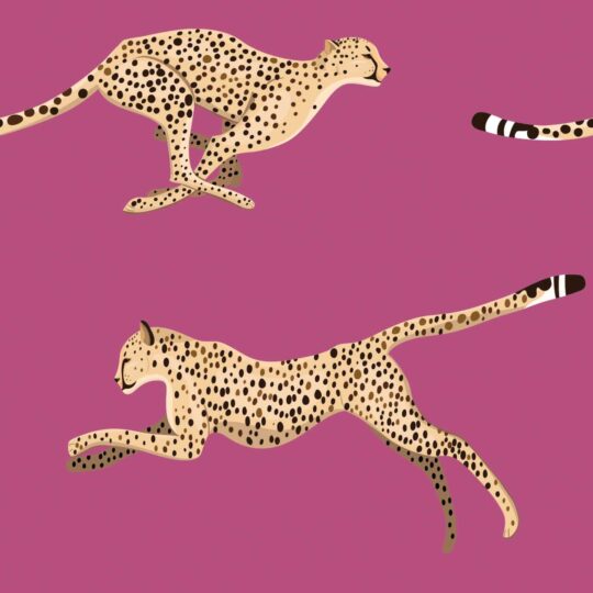 cheetah peel and stick wallpaper