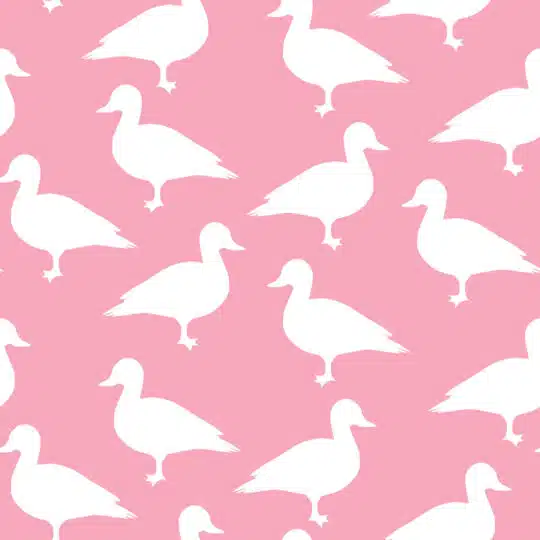 Cute Duck Wallpapers  Top Free Cute Duck Backgrounds  WallpaperAccess